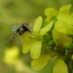 Allograpta exotica en Hirschfeldia incana-JPTorretta