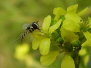 Elaboran el ‘quién es quién’ de las moscas en campos pampeanos