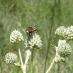 Hembra de Palpada en Eryngium-HJMarrero
