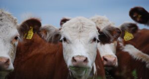 Proyecciones oficiales: la Argentina apuesta al crecimiento de la producción ganadera
