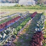 Kales de la cátedra de Horticultura de la FAUBA