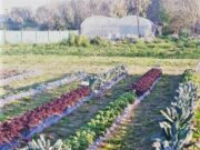 Larga vida al kale: cosecharlo por la tarde extiende su calidad nutricional