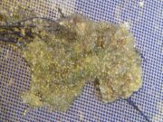 Se produjo el primer desove de Pejerrey en la Estación de Piscicultura Río Grande