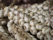 Producción de exportación: lleva 26 años en el negocio del ajo y es líder en Brasil
