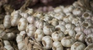 Producción de exportación: lleva 26 años en el negocio del ajo y es líder en Brasil
