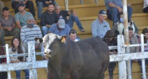 Villa Mercedes: pagaron $450 mil por un toro Angus puro de pedigrí en el especial de Travaglia