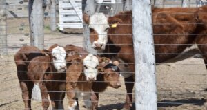 Valores firmes para la invernada y toros gordos en el remate de San Luis Feria