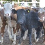 WhatsApp Image 2021-10-07 at 17.29.33 (1)