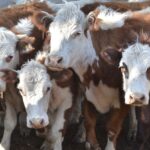 WhatsApp Image 2021-10-07 at 17.29.36