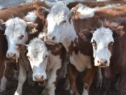 Perspectivas ante la reapertura de las exportaciones de carne