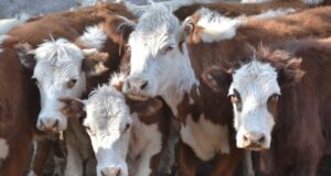 Iriarte prevé que la faena de vacunos tendrá un fuerte descenso en 2021