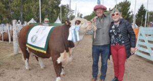 Expo Rural San Luis: un productor mercedino pagó $860 mil por el toro Gran Campeón Herefod