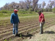 Registración de productores de rosas en San Miguel