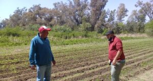 Registración de productores de rosas en San Miguel