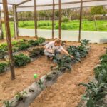 invernadero horti2