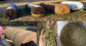 Mejoran el almacenamiento de heno de alfalfa con una manta siliconada de uso industrial