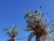 Alerta urea: recomiendan poner el foco en la alfalfa