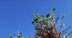 Alerta urea: recomiendan poner el foco en la alfalfa