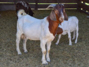 San Luis: el gobierno adquirió caprinos y ovinos de alta genética para reponer en planes sanitarios