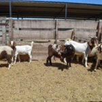 Animales-Agencia-2