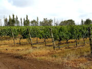 Comprueban la influencia del clima en la diversidad bacteriana del suelo, las uvas y el vino