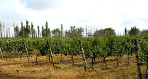Comprueban la influencia del clima en la diversidad bacteriana del suelo, las uvas y el vino