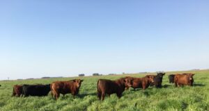 La Mesa Argentina de Carne Sustentable renovó sus autoridades