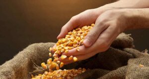 El Gobierno autorizó la venta del primer maíz con tolerancia a dicamba