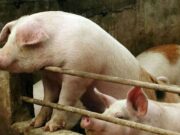 El Senasa declara alerta sanitaria en todo el país por el virus de Peste Porcina Africana