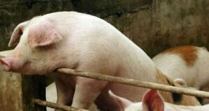 El Senasa declara alerta sanitaria en todo el país por el virus de Peste Porcina Africana