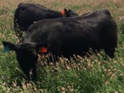 Producir carne a pasto es una alternativa sustentable con potencial