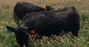 Producir carne a pasto es una alternativa sustentable con potencial