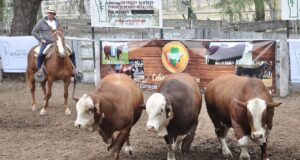 San Luis: valores destacados en el remate de toros y vaquillonas de la Cabaña “La Pasión”
