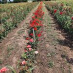 WhatsApp Image 2021-11-15 at 19.41.52