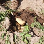 WhatsApp Image 2021-11-15 at 19.45.31