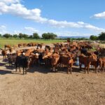 WhatsApp Image 2021-11-15 at 19.52.54