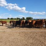 WhatsApp Image 2021-11-15 at 19.53.05