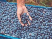 Con hongos, mejorarían la producción nacional de arándanos