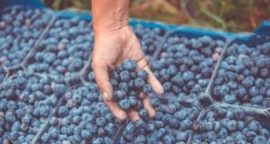 Con hongos, mejorarían la producción nacional de arándanos