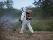 Se prorrogó autorización del uso de fitosanitarios para control de langostas y tucuras