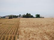 Presentan un visualizador económico para producciones agropecuarias