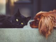 Comprueban en perros y gatos el aumento de la resistencia de bacterias a los antibióticos