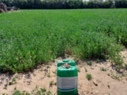 Un biofertilizante a base de humus de lombriz fue todo un éxito en alfalfa