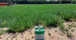 Un biofertilizante a base de humus de lombriz fue todo un éxito en alfalfa