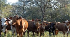 Más capacitación virtual del IPCVA: buenas prácticas y compromiso ambiental