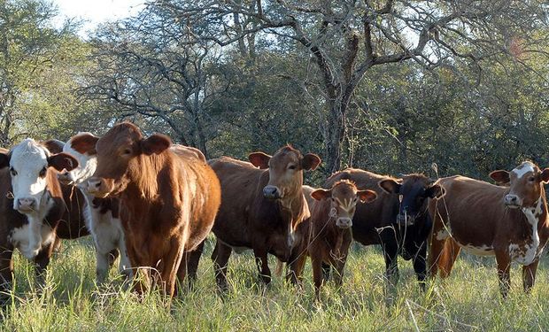 ganaderia_catamarca_agrofy_news