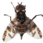 mosca mutante (cred Alicia Basso)