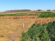 Cultivos de servicio para mitigar emisiones de gases de efecto invernadero