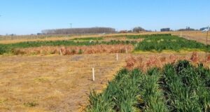 Cultivos de servicio para mitigar emisiones de gases de efecto invernadero
