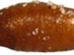 pupa silvestre (cred Alicia Basso)